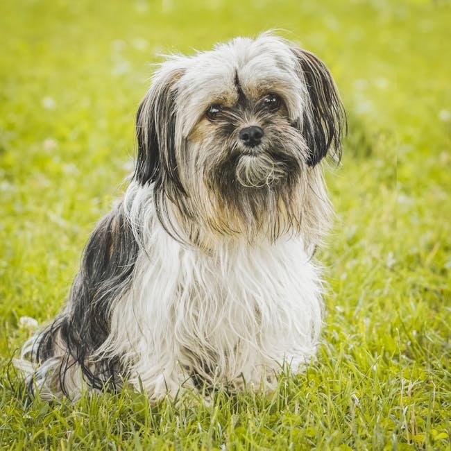 A cute Shih Tzu dog sitting on vibrant green grass in an outdoor setting.