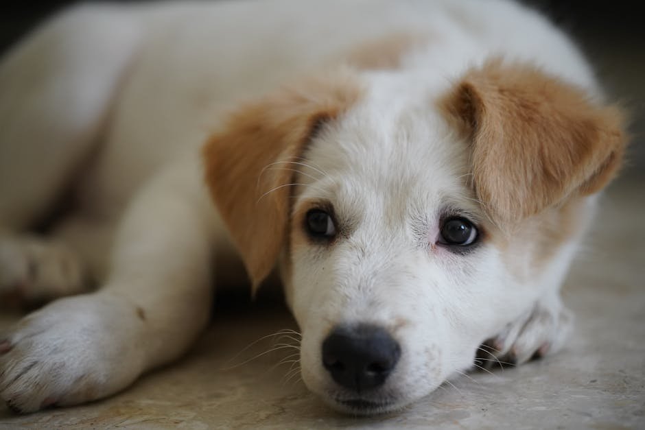 Cute puppy with brown ears resting indoors, showcasing a relaxed and endearing expression.