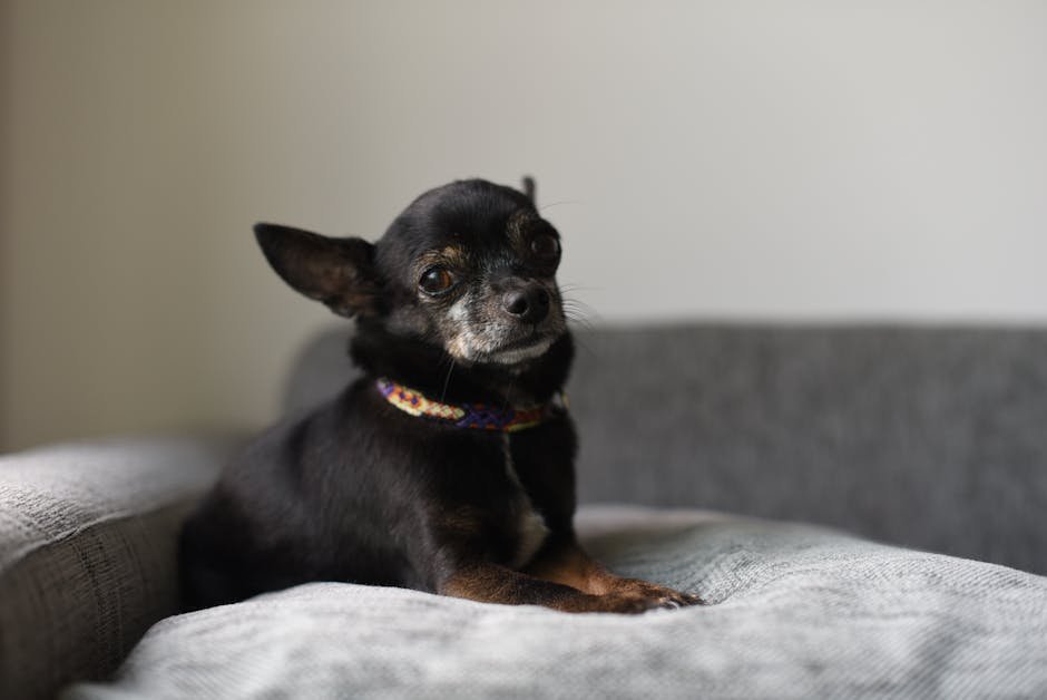 A cute black Chihuahua relaxing on a comfortable sofa indoors.