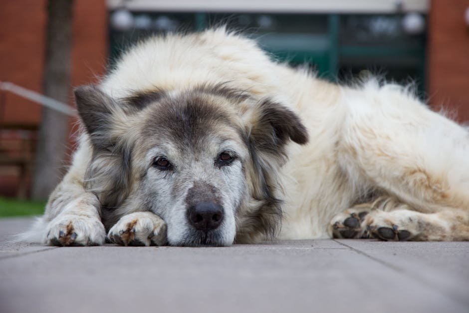 A fluffy, old dog lying on a city sidewalk, showcasing a peaceful and relaxed moment.