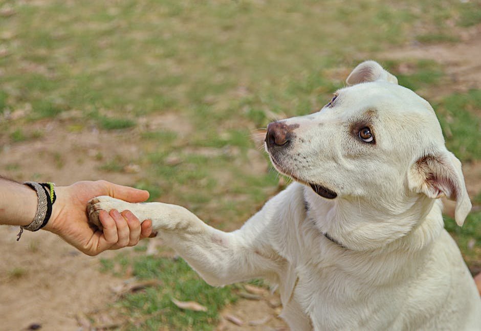 A white dog shaking hands with a person in a grassy outdoor setting, showcasing trust and friendship.