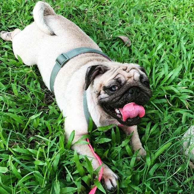 A cute pug dog in a harness enjoying a sunny day on lush green grass.