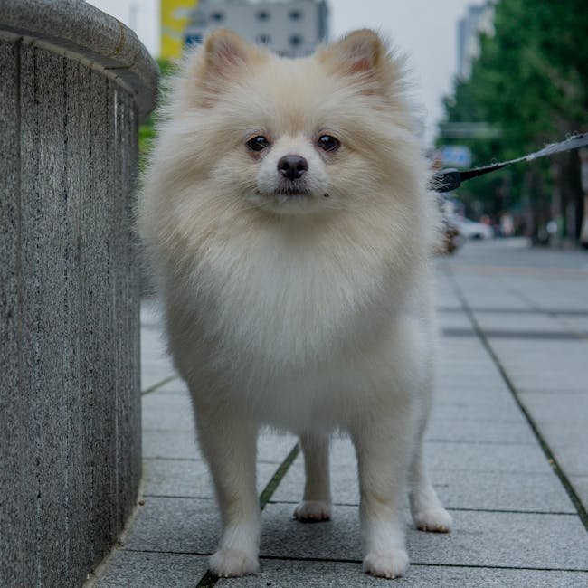 Charming Pomeranian dog on a leash, capturing cuteness on a city walk.