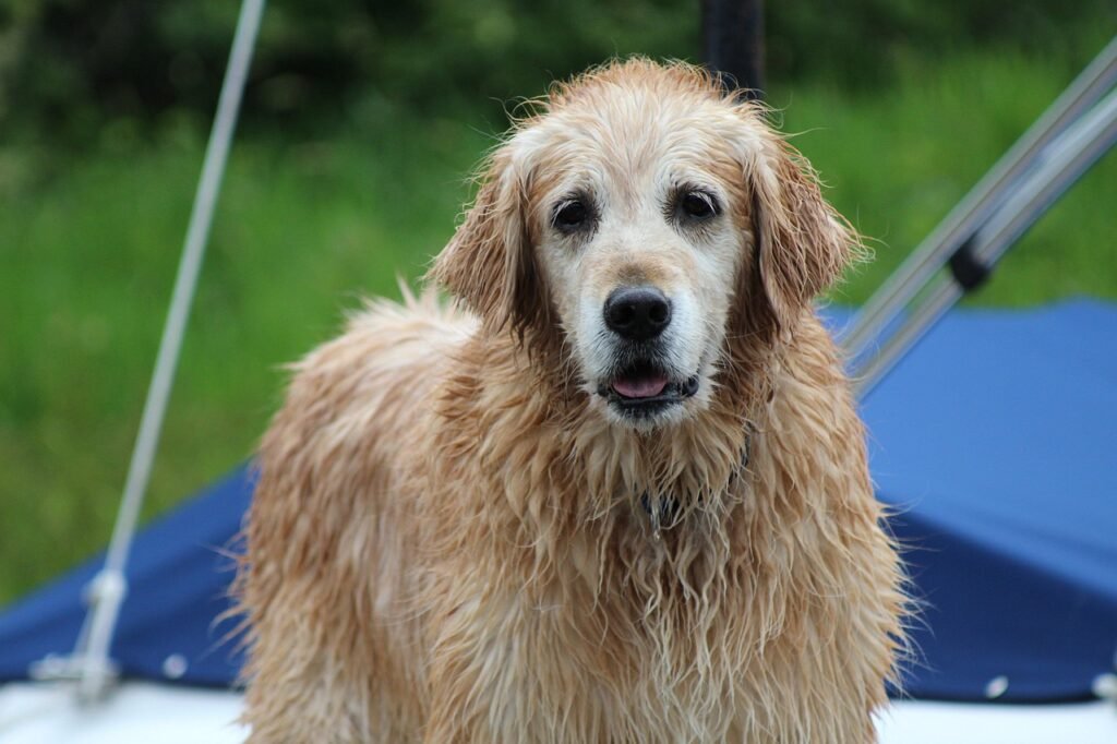 retriever, golden retriever, wet dog, nature, wet retriever, old dog, swimming dog, labrador, animal
