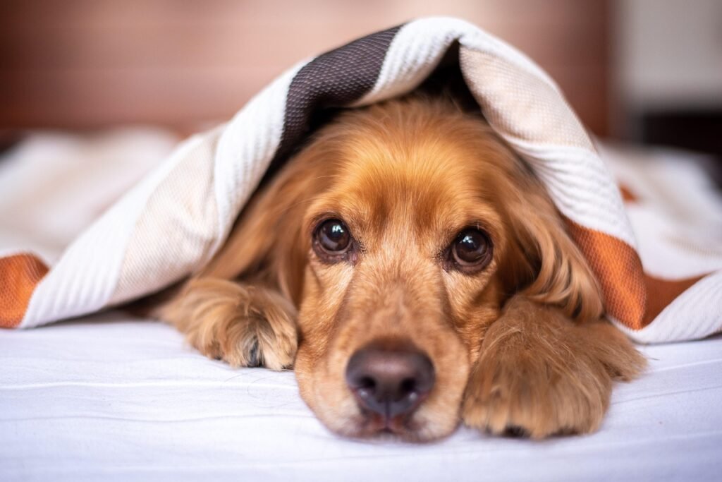 english cocker spaniel, dog, puppy, blanket, pet, pup, young dog, animal, nature, domestic dog, purebred, furry, canine, mammal, friend, cute, adorable, bed, bedroom, portrait