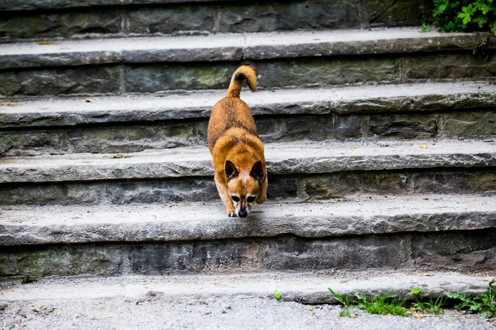 dog, stairs, pet, animal, young, cute, outdoor, brown, canine, nature, puppy, doggy, adorable, downstairs, pup, fur, furry, gray puppy