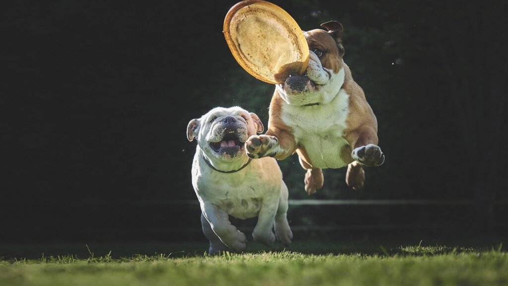 bulldog, nature, dog, jump, animal, animals, pet, adorable, mammals, game, frisbee