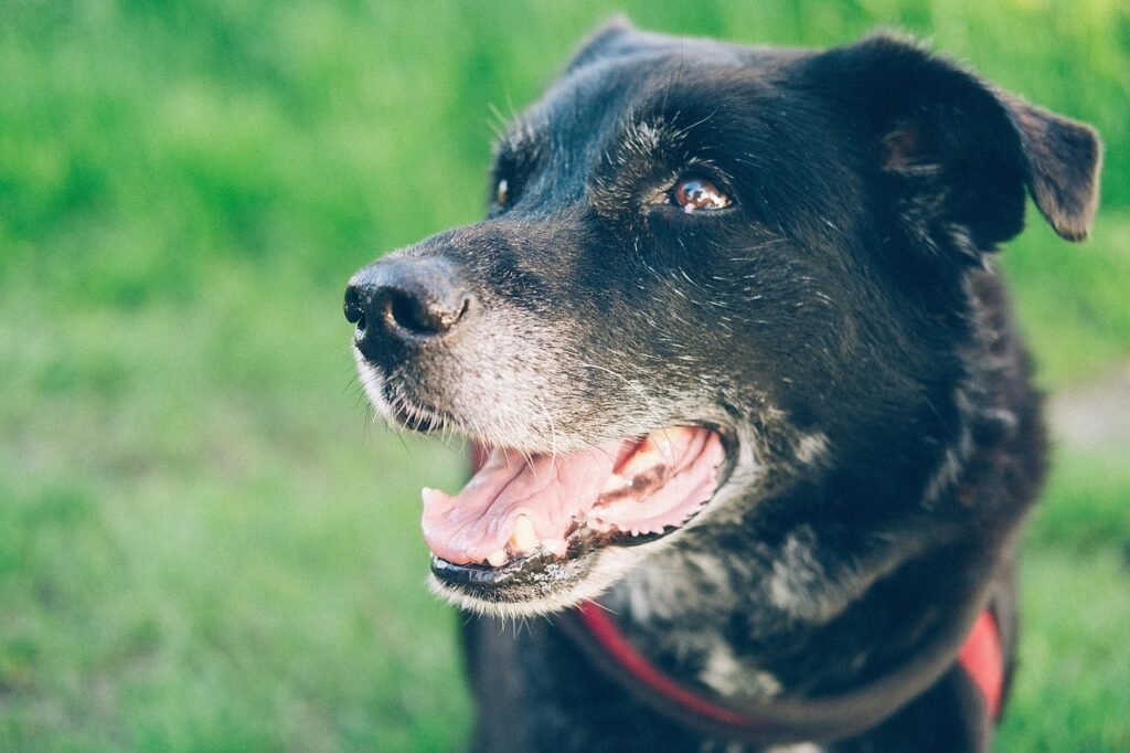 dog, domestic animal, animal, dog photography, nature, animal portrait, pet, cute, labrador, animal shelter, dog food, four-legged, pensioners, old dog, close up, snout, head, hybrid