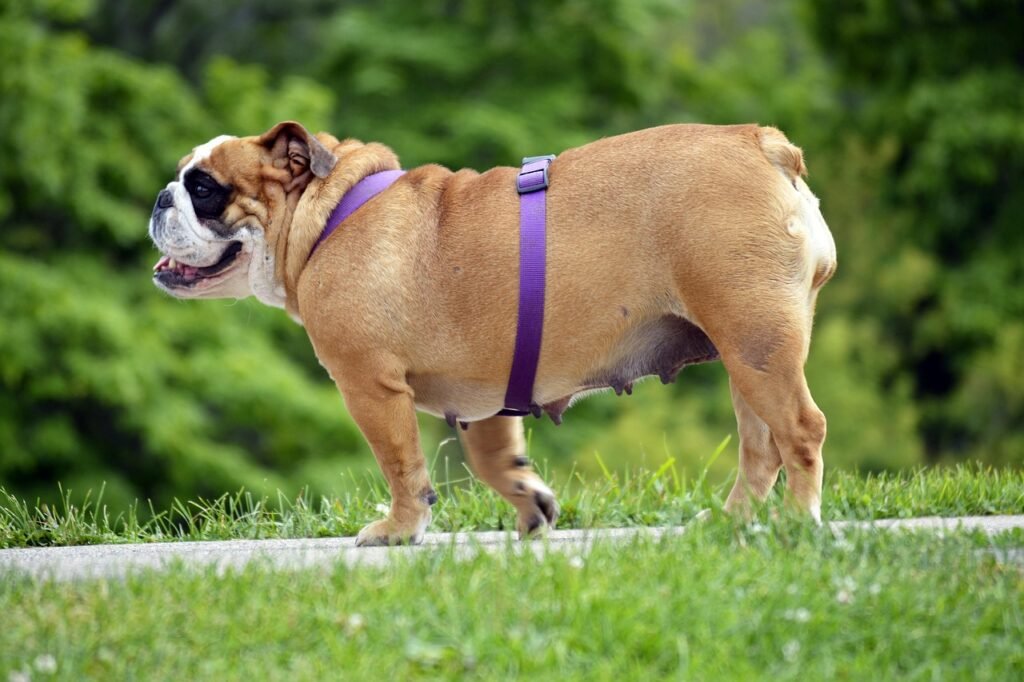 english bulldog, english, bulldog, dog, pet, nature, purple, leash, walk, stroll, cute, fat, female, outdoors, summer, happy, animal, mammal, park, sidewalk, green happy, green walking, green pets, green happiness