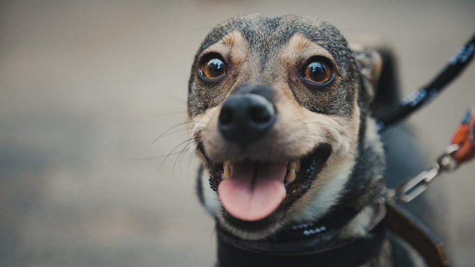 A close-up portrait of a joyful miniature pinscher dog outdoors.
