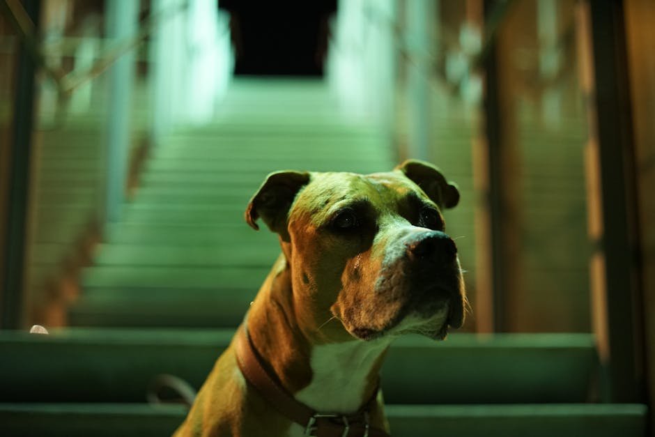 Focused pitbull dog sitting on city steps, illuminated under night lights.
