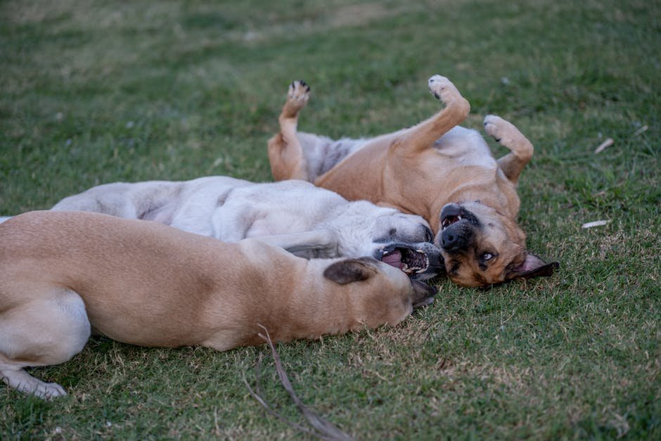 Three dogs playing and rolling on the grass, enjoying a playful day outdoors.