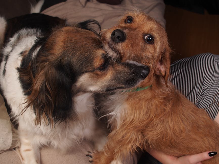 Two dogs cuddling warmly on a couch, showcasing friendship and affection.