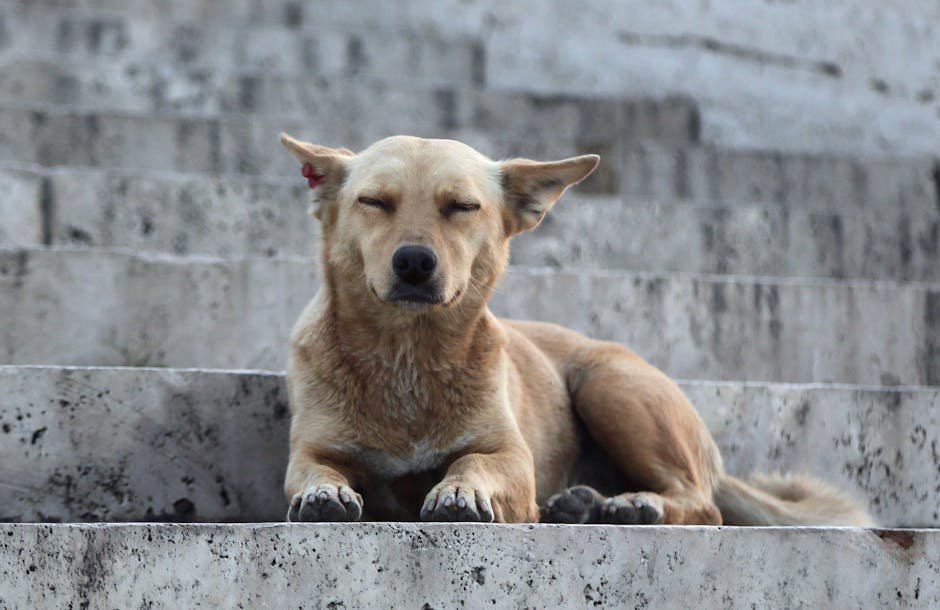 A calm dog rests peacefully on stone stairs, exemplifying relaxation and tranquility.