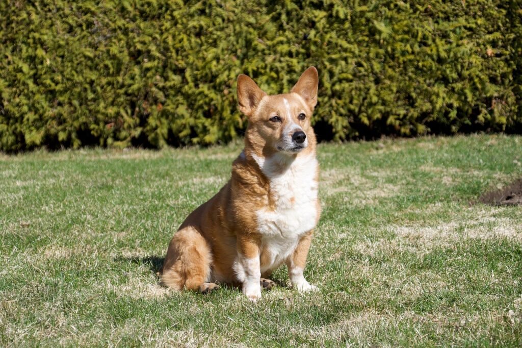 dog, corgi, welsh corgi, pet, pembroke welsh corgi, grass, sit, sitting dog, dog breed, purebred, nature, quebec, animal, canine, puppy, corgi, corgi, corgi, corgi, corgi, welsh corgi, puppy, puppy