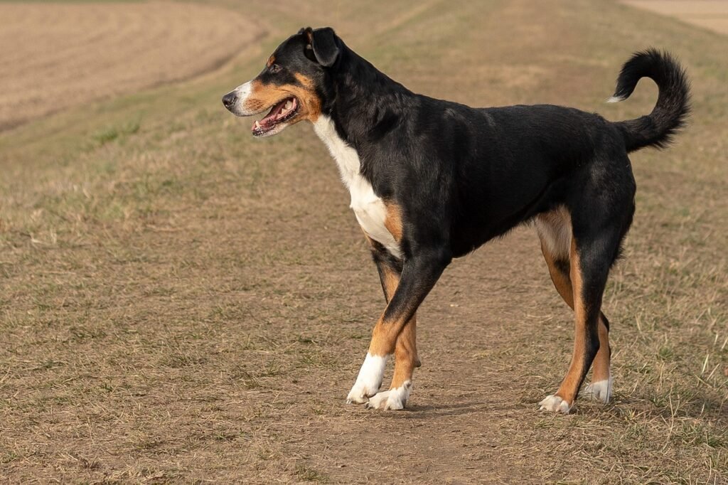 dog, appenzeller sennenhund, nature, sennenhund, hund, appenzeller, brown, black, hound, portrait, entlebucher, pet, cute, mountain, adorable, happy, outdoor, puppy, animal, brown puppy
