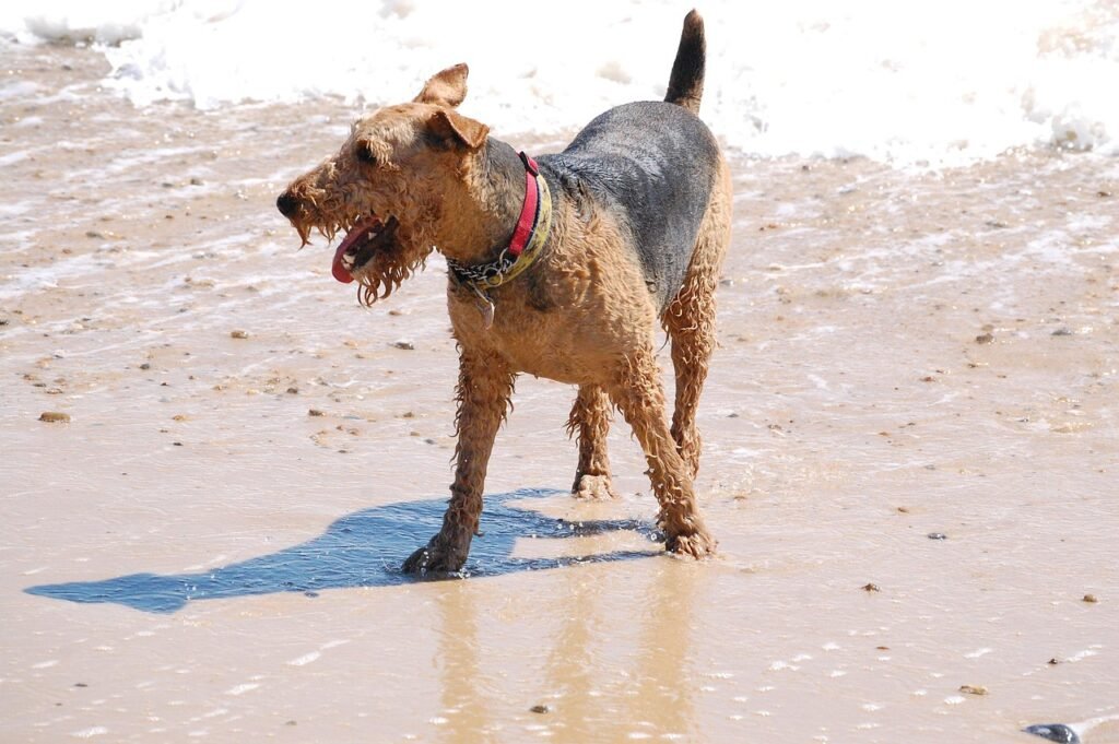 airedale, terrier, swim, nature, happy, sea, sunshine, holidays