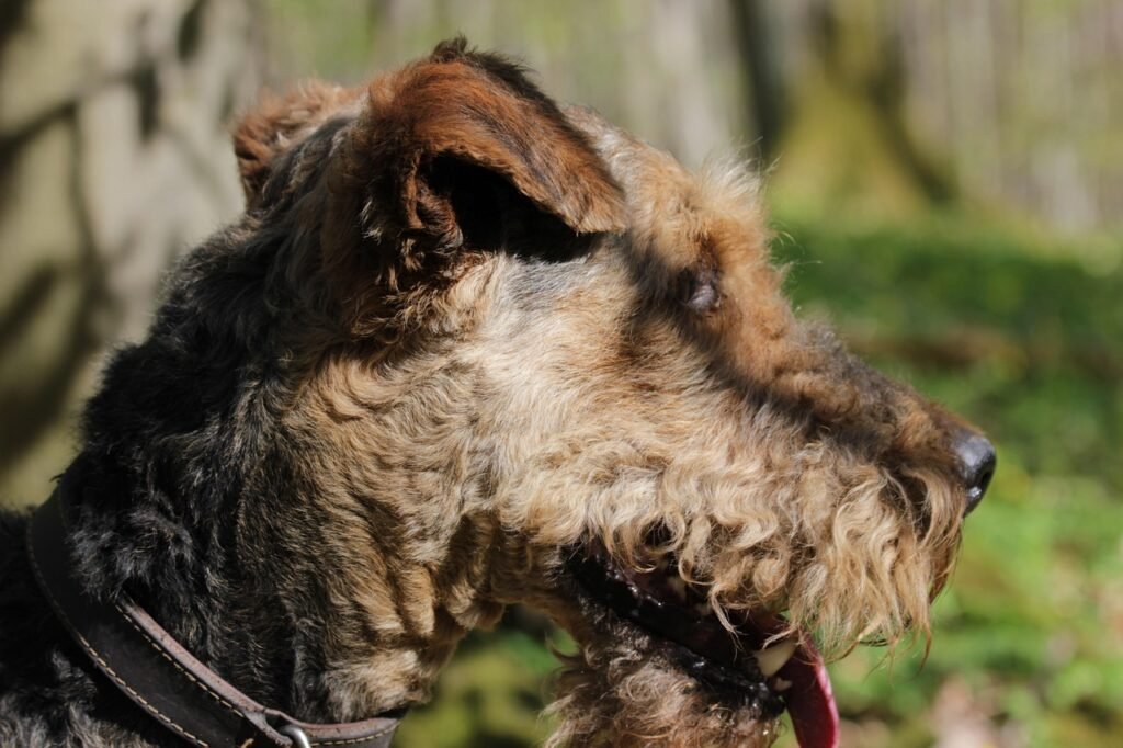 dog, nature, pet, terrier, forest, animal, tongue, airedale terrier
