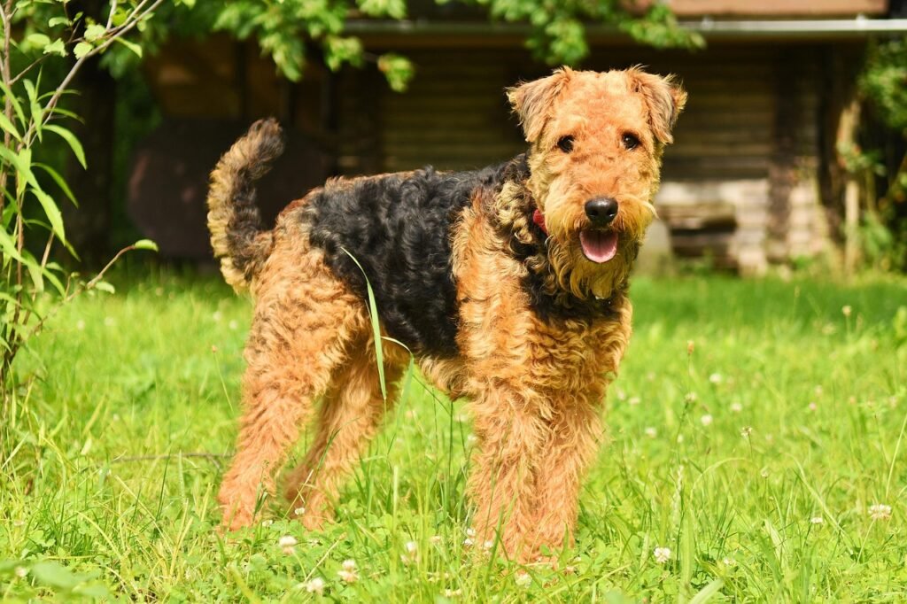 dog, airedale terrier, domestic animal, purebred, airedale, race, pedigree, domesticated, animal, terrier, loyalty, mammal, companion, nature, mutt, cute, friend, furry, kitten, pet, fur, cat, hound