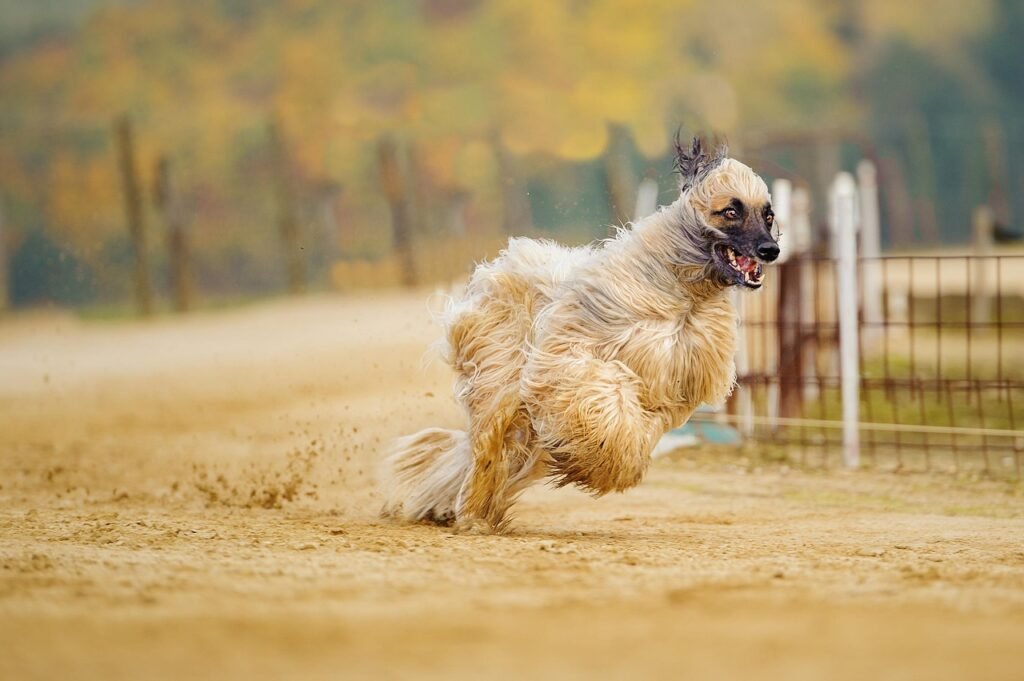 afghan, greyhound, long fur, nature, fur, afghan hound, race track, spout, action, run, lust for life, move, animal, domestic dog, fun, running