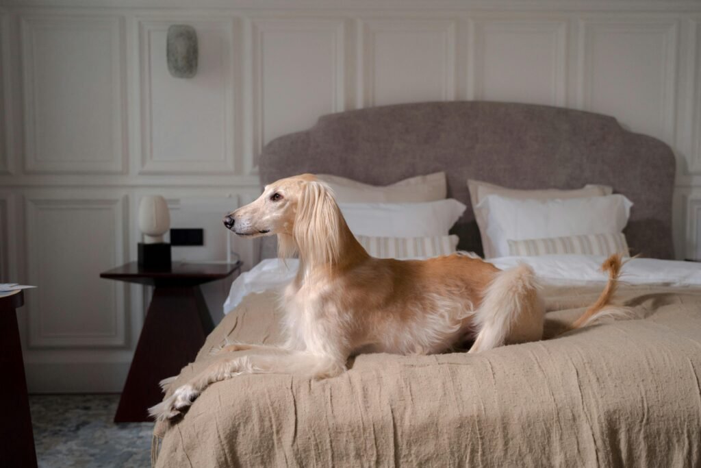 A dignified Afghan Hound relaxes gracefully on a bed in an elegant bedroom setting.