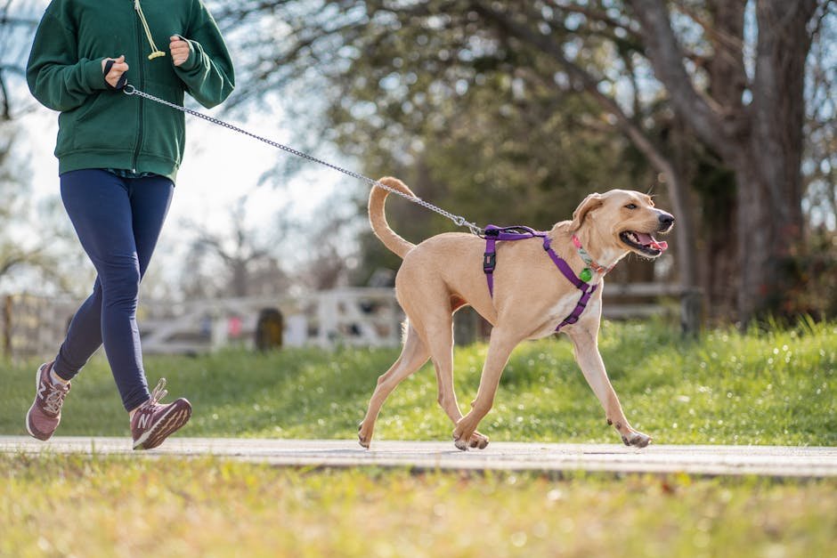 A person jogging with a happy Labrador retriever on a sunny day in a park.