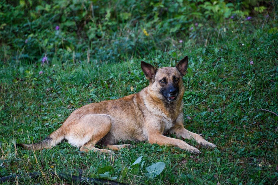 A Belgian Malinois dog lying down on the grass in a park, surrounded by greenery.