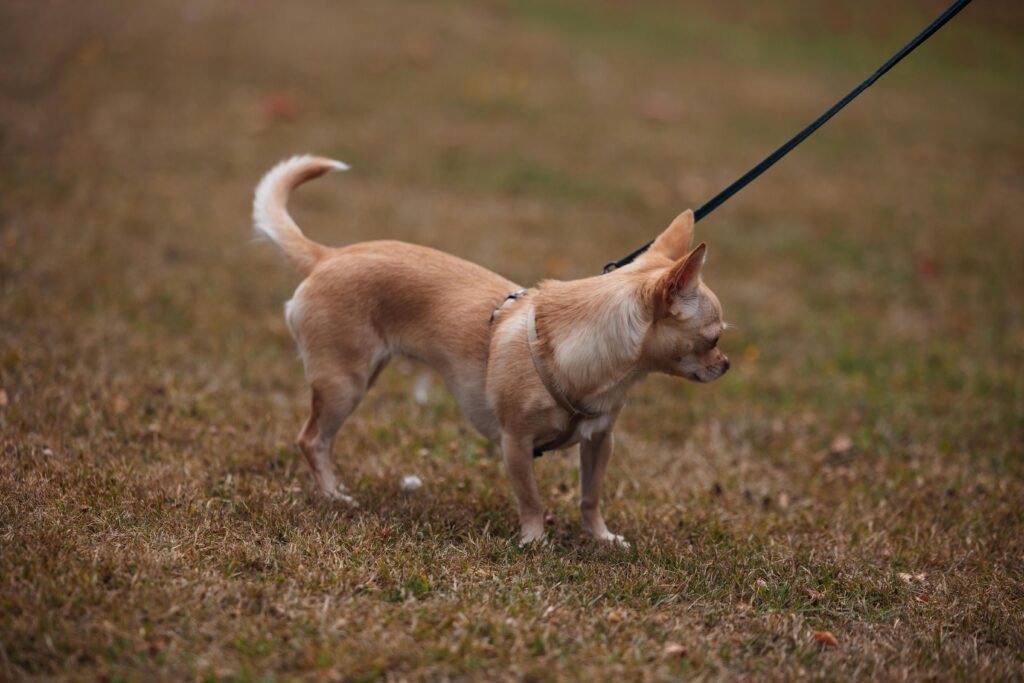 A beige chihuahua stands on grass, leashed, in an autumn park setting.