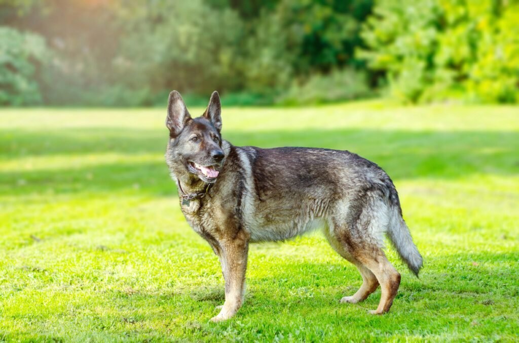 A German Shepherd stands gracefully on a sunlit grassy field, exuding elegance and strength.
