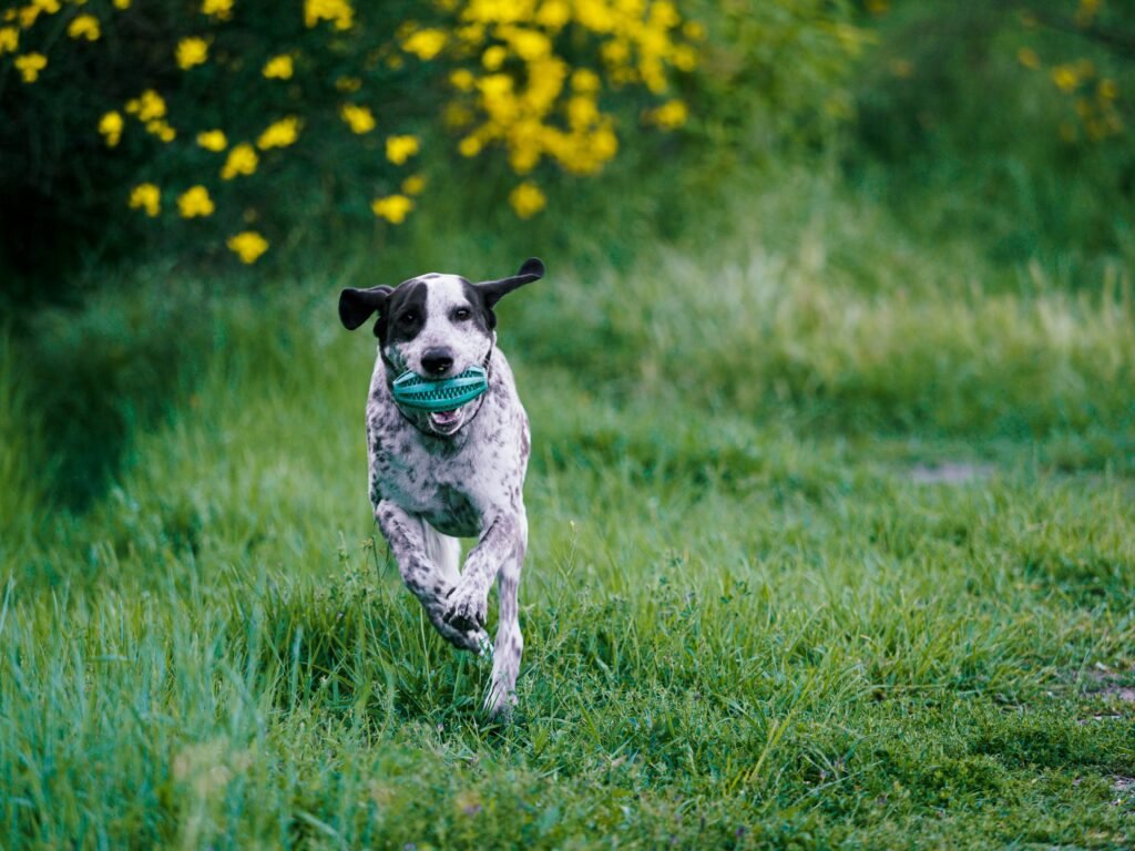 A Harlequin Great Dane joyfully plays with a toy ball on a grassy field, surrounded by yellow flowers.