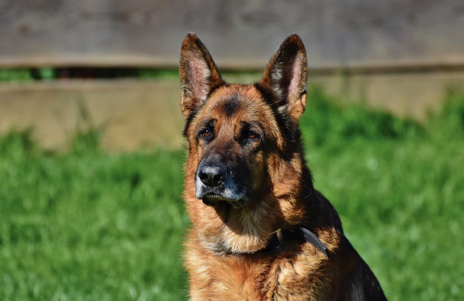 Portrait of a German Shepherd sitting in the sunshine with a blurred grassy background.