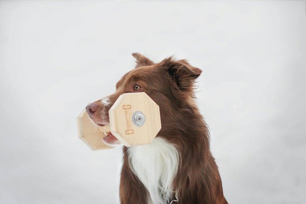 Adorable border collie with wooden dumbbell in mouth on white background.