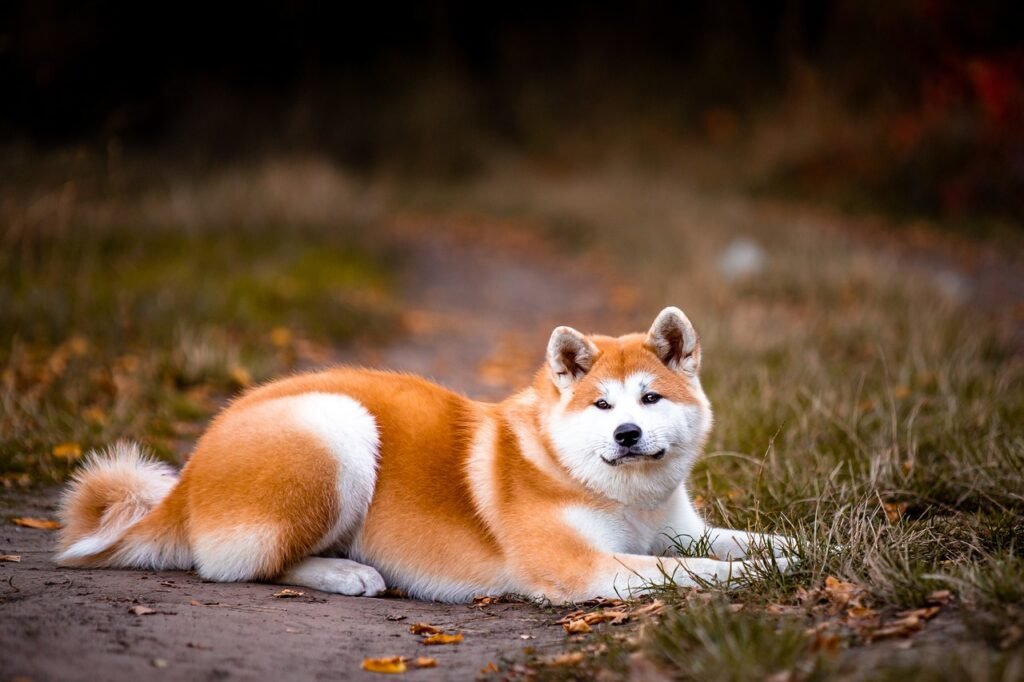 akita, dog, pet, portrait, animal, purebred, domestic dog, canine, nature, mammal, cute, outdoors