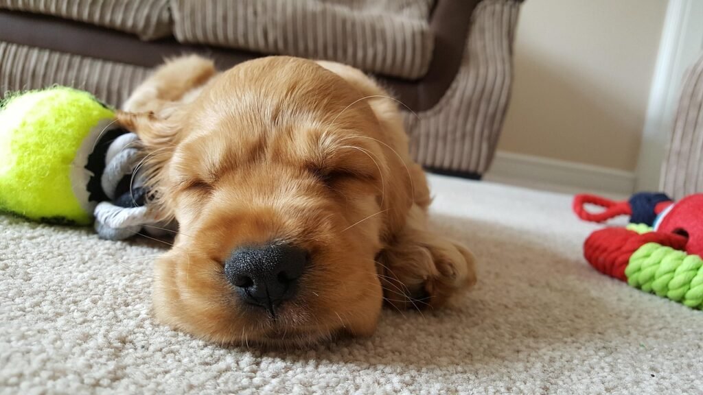 dog, golden, animal, sleep, cute, puppy, brown dog, brown sleep, brown sleeping, pet, brown puppy