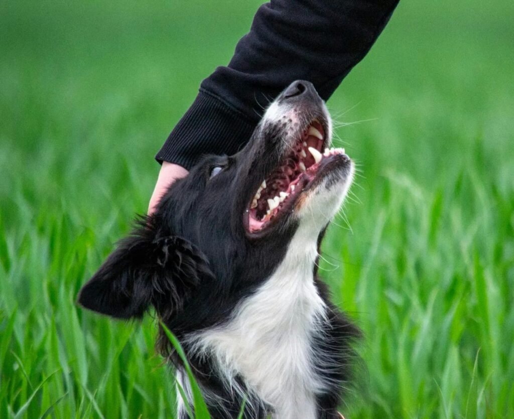 A happy border collie being petted by a person in lush green grass, showing affection.