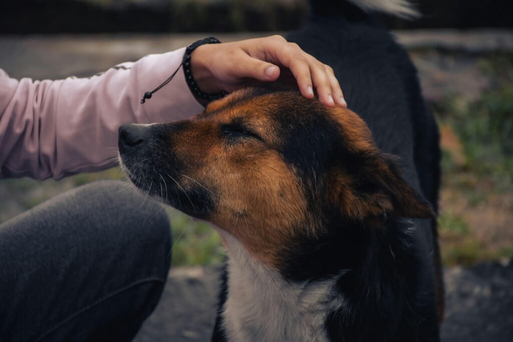 A close-up of a person gently patting a contented dog outdoors, showcasing a moment of trust and affection.