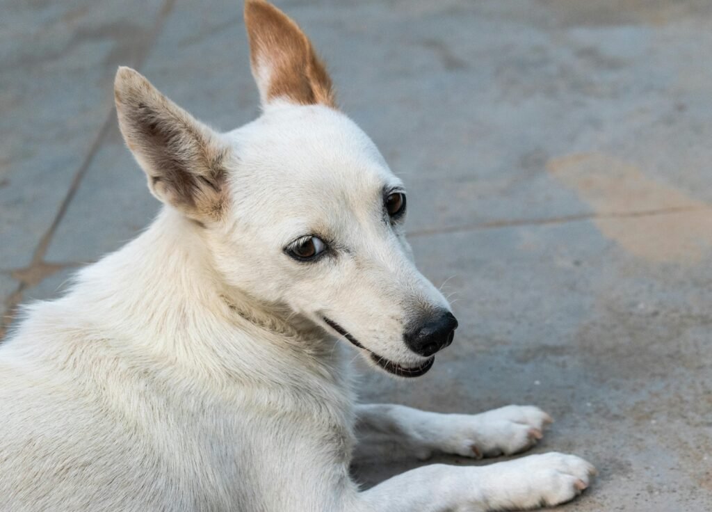 Adorable white dog lying on pavement with one ear up, looking back.