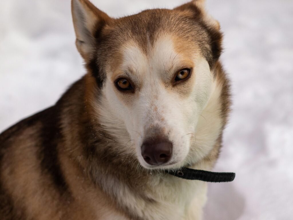 Close-up portrait of a Siberian Husky with white fur and piercing eyes against a snowy background.