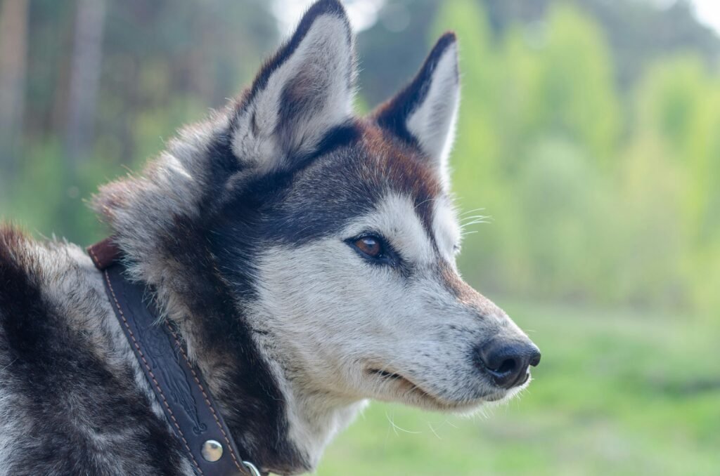 Detailed side view of a Siberian Husky in a natural setting, showcasing its distinct features.