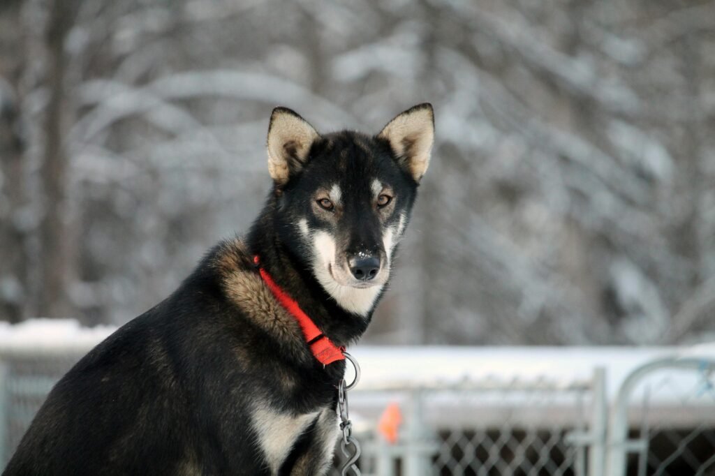 Portrait of a sled dog with a red collar in snowy Willow, Alaska.