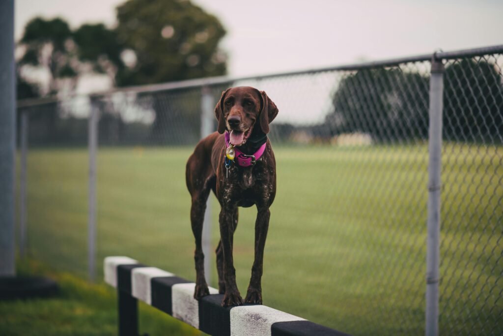 A German Shorthaired Pointer stands on a fence with a vibrant collar in an outdoor park setting.