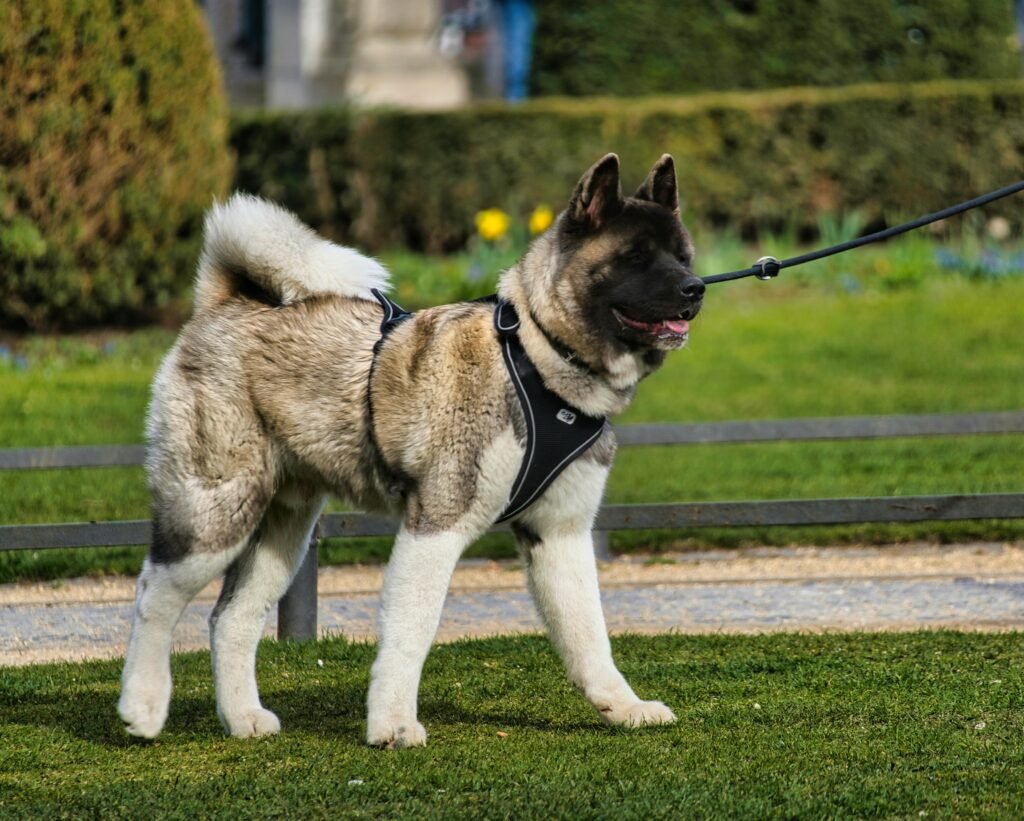 Fluffy American Akita on a leash enjoying a walk in a Berlin park.