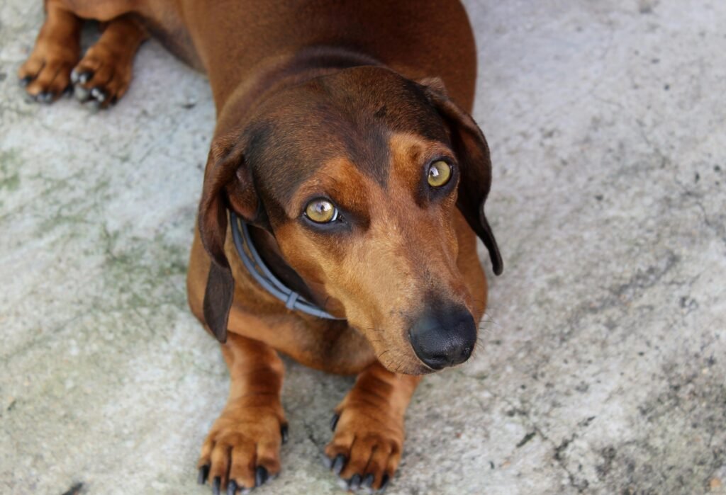 A brown dachshund with a collar looking up while resting on concrete outdoors.