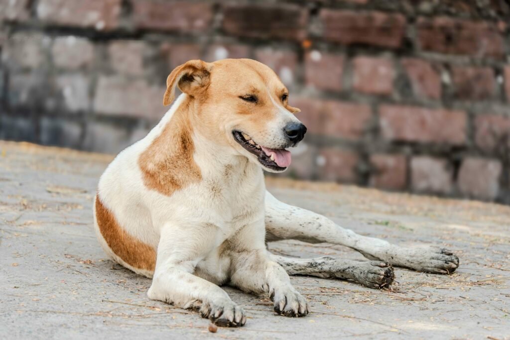 A tranquil stray dog resting on urban pavement with a brick wall backdrop, embodying city life.
