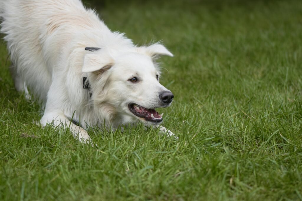 A playful white dog crouching excitedly on a green grass lawn outdoors.