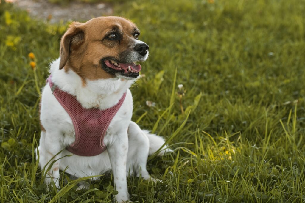 A cute dog in a pink harness sitting in a lush green meadow on a sunny day.