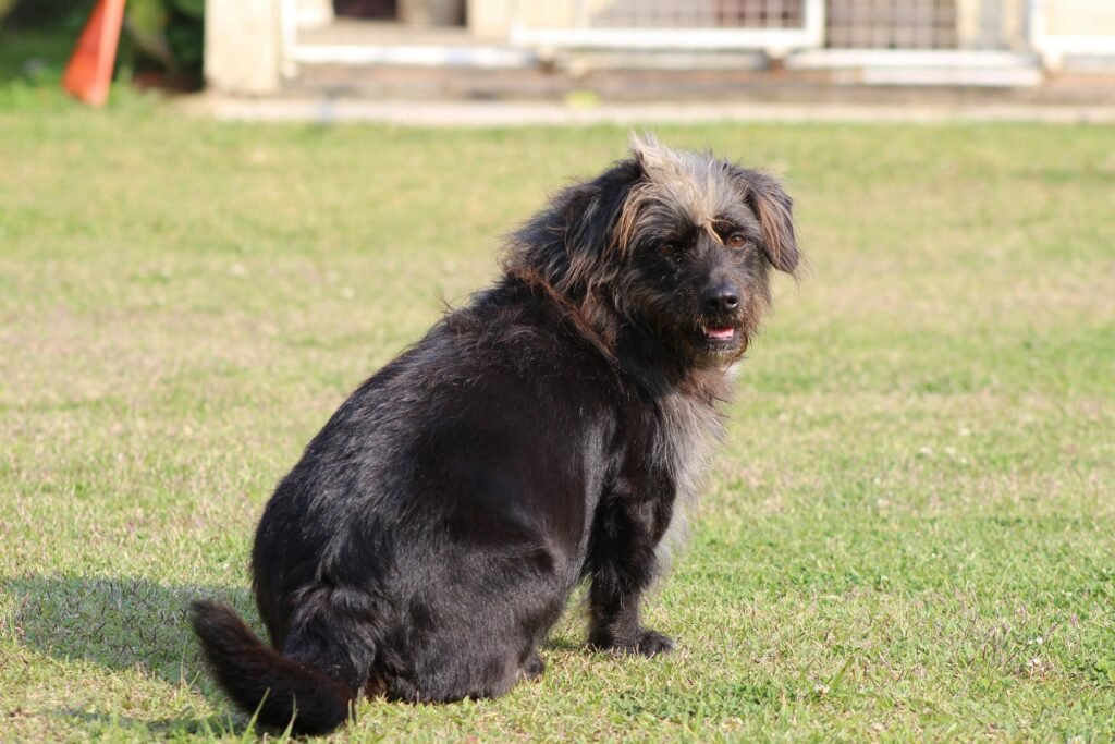 A cute shaggy dog sitting outdoors on a sunny day, looking back at the camera.