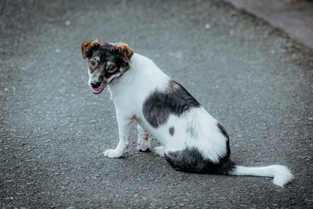 A charming mixed-breed dog sits on a paved road, looking back with curiosity.