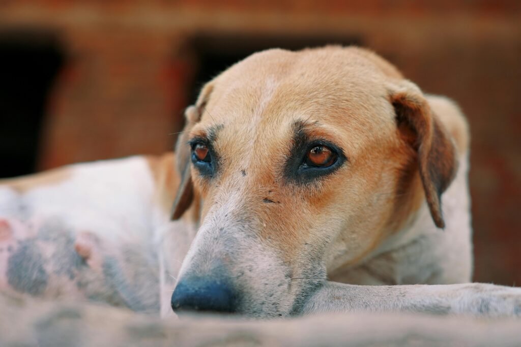 A serene close-up of a brown dog with expressive eyes resting outdoors, showcasing calmness and contemplation.