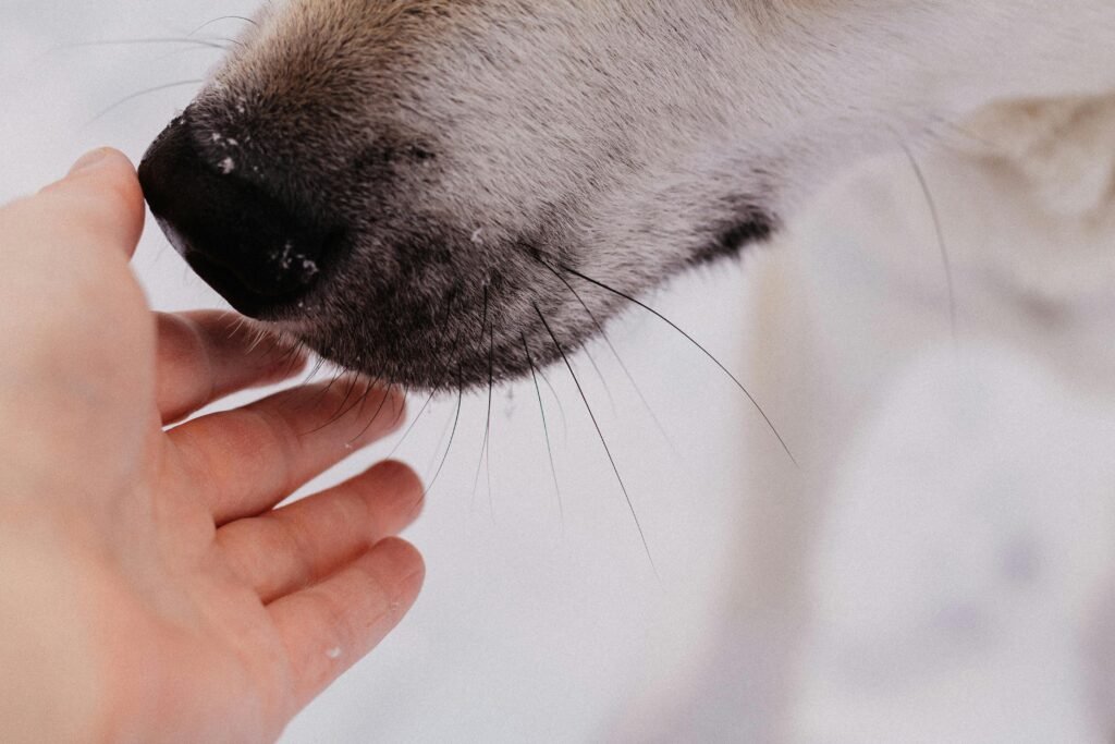 A close-up interaction of a human hand gently touching a dog's snout in a snowy environment.